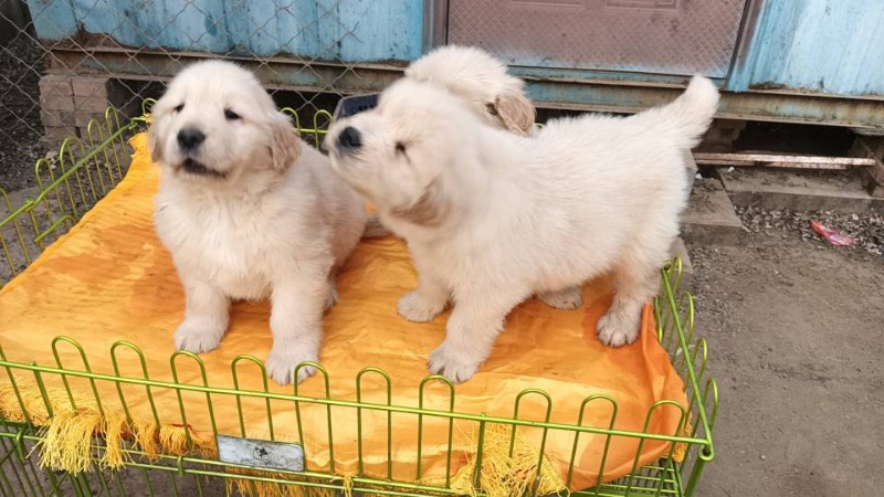 犬舍繁殖双血统金毛小体比熊
目前有现货，价格合理，需要私聊（第 1 张）