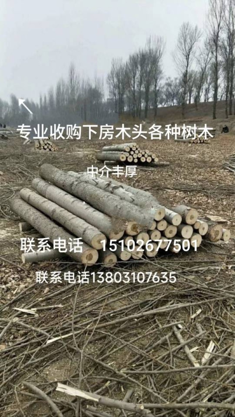 收购各种树木旧木头檩条（第 1 张）