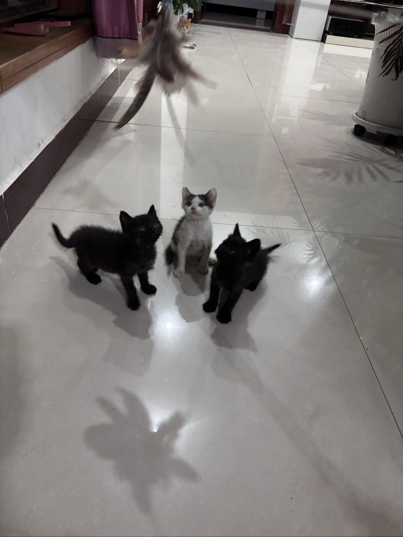 三只小猫找领养，会用猫砂，家最好在县城，对猫咪负责任，喜欢猫的，有稳定吃有稳定住（第 2 张）