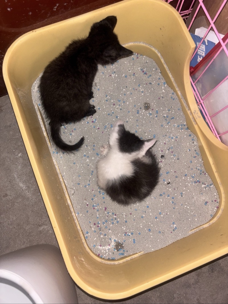 三只小猫找领养，会用猫砂，家最好在县城，对猫咪负责任，喜欢猫的，有稳定吃有稳定住（第 1 张）