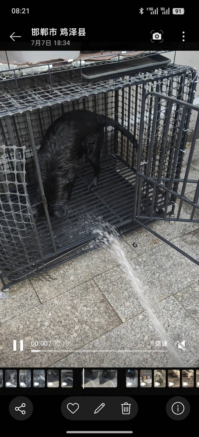 出售黑色拉布拉多犬（第 1 张）