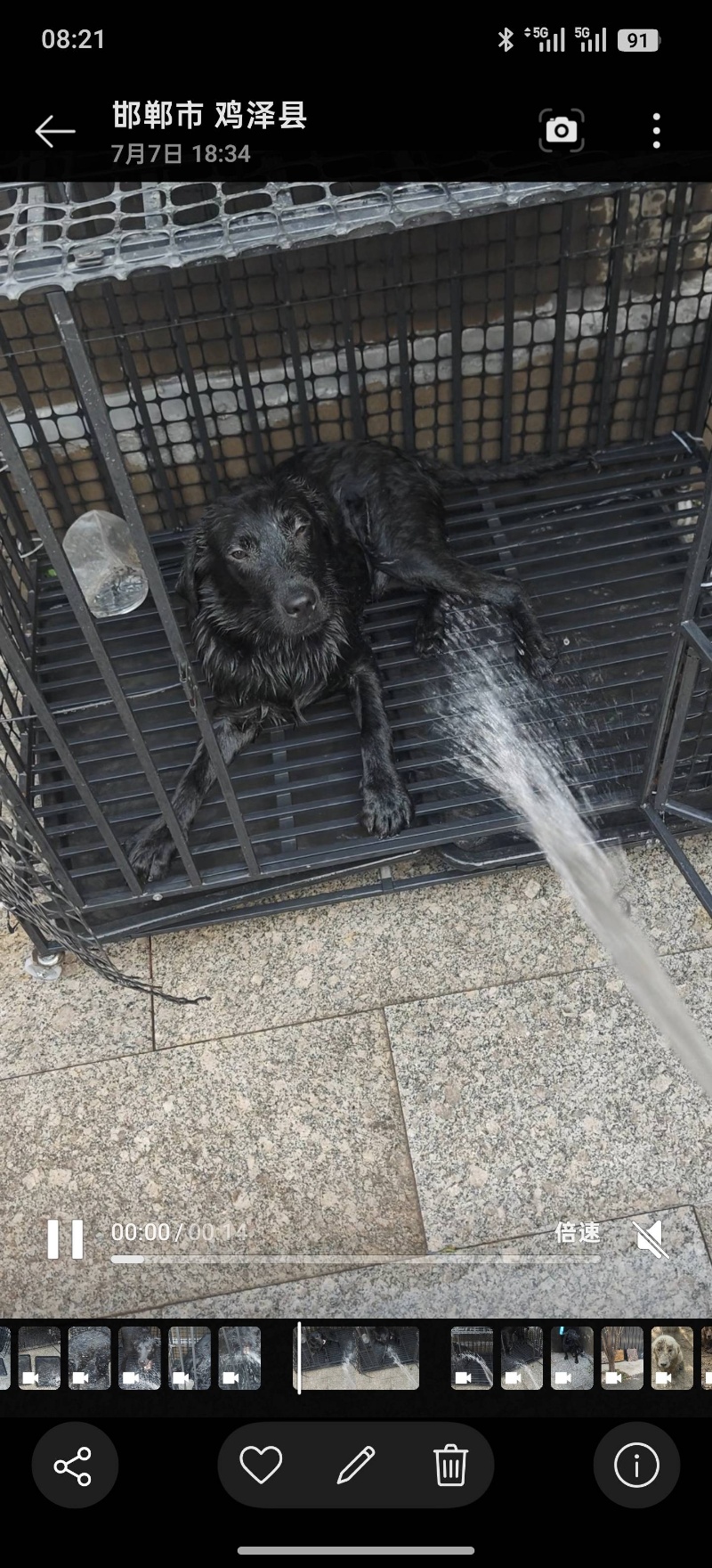 出售黑色拉布拉多犬（第 2 张）