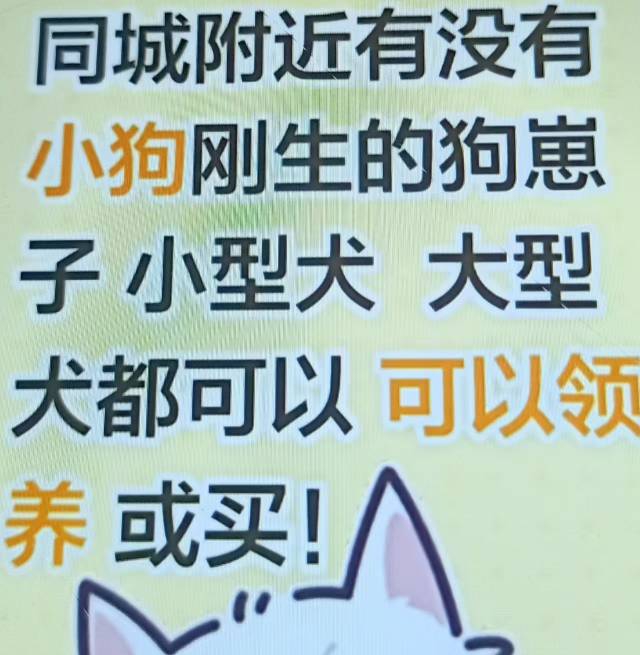 谁家有小狗，我要领养小狗，有的联系我，什么狗都行（第 1 张）