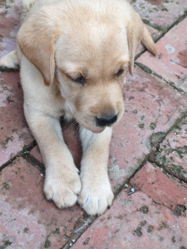 出售拉布拉多幼犬，粘人，打过疫苗，送磨牙棒和遛狗绳，价格可商议（第 1 张）