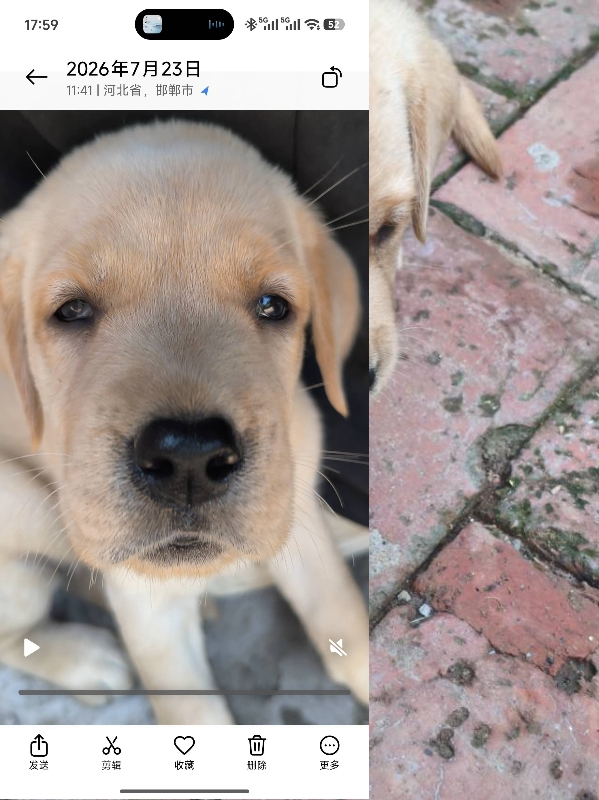出售拉布拉多幼犬，粘人，打过疫苗，送磨牙棒和遛狗绳，价格可商议（第 2 张）