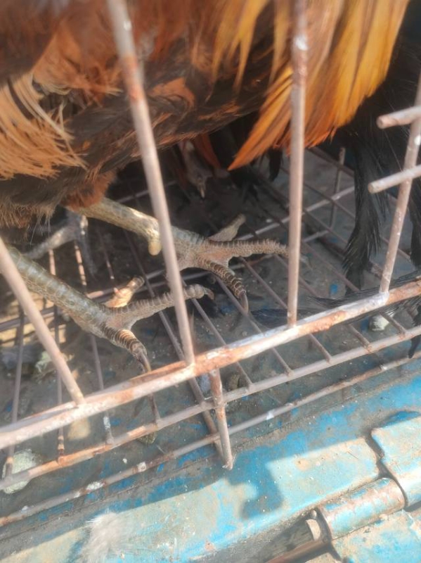有几个散养柴公鸡便宜出售（第 1 张）