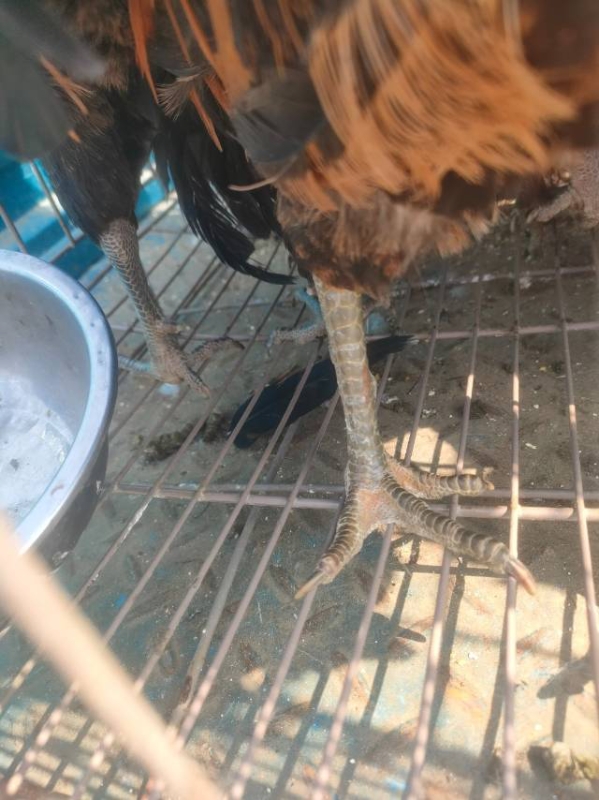 有几个散养柴公鸡便宜出售（第 3 张）