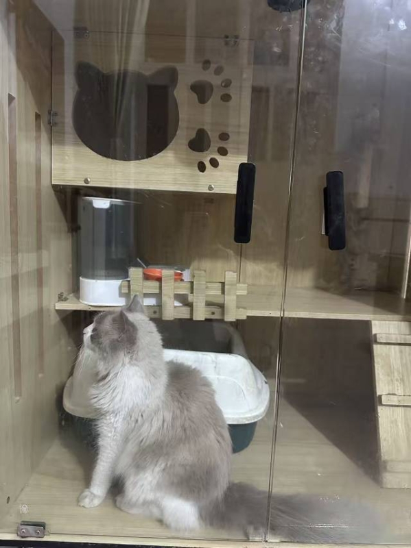 布偶猫，有专用的喂猫装备，由于孩子上学去外地无人喂养，价格随便，但必须是爱猫🐱（第 1 张）