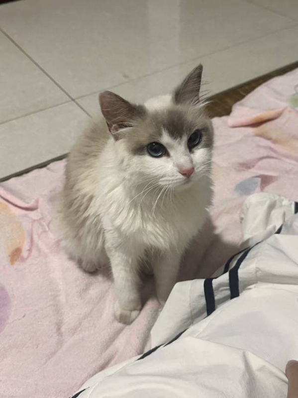 布偶猫，有专用的喂猫装备，由于孩子上学去外地无人喂养，价格随便，但必须是爱猫🐱（第 2 张）