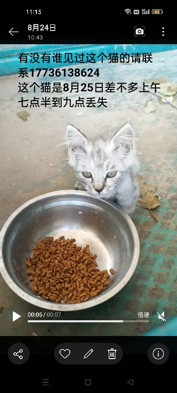 有没有人见到一只灰白色虎斑小猫咪大概3个月 在浮图店镇浮东一村福泽小区东侧第二个（第 1 张）