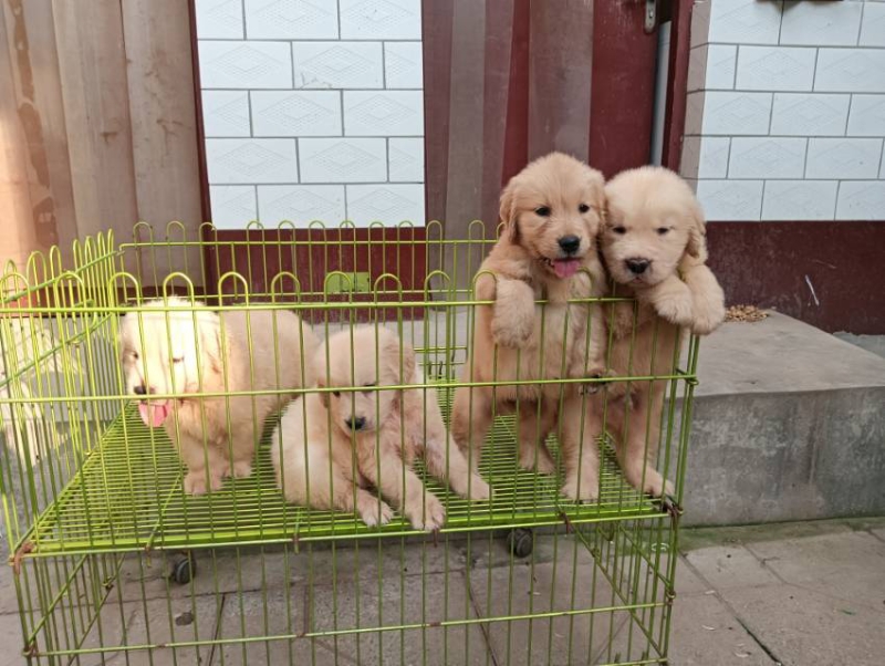 犬舍繁殖双血统金毛小体比熊
目前有现货，价格合理，需要私聊（第 2 张）