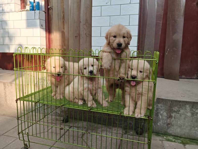 犬舍繁殖双血统金毛小体比熊
目前有现货，价格合理，需要私聊（第 3 张）