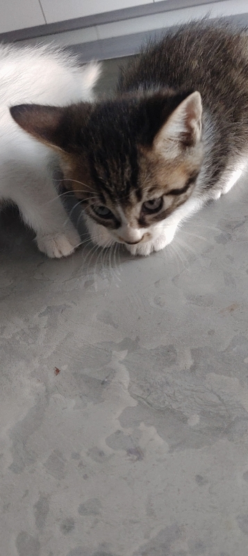 免费领养小猫，一共四只，二只白猫二只狸花，五十天，会吃猫粮会用猫砂，寻找爱猫人士（第 1 张）