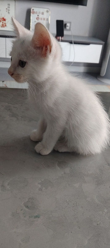 免费领养小猫，一共四只，二只白猫二只狸花，五十天，会吃猫粮会用猫砂，寻找爱猫人士（第 2 张）