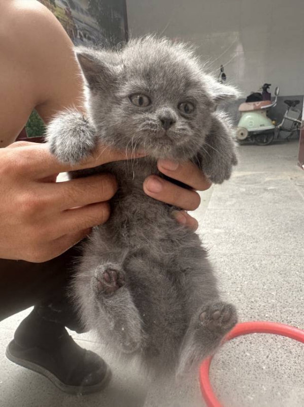出售自家猫生的蓝猫
有两只
有看上的可以联系我，（第 1 张）