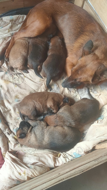 出售几只60天红马犬！！！有公有母！想要的速度了啊！！（第 1 张）