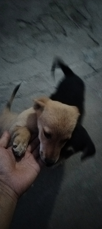 免费领养小笨狗，两个月了，还有最后两只。速度联系我吧，免费免费免费（第 1 张）