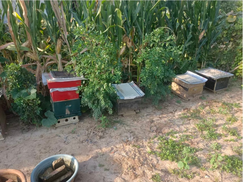 出售意蜂群200……400元一箱3～15批蜂量（第 1 张）