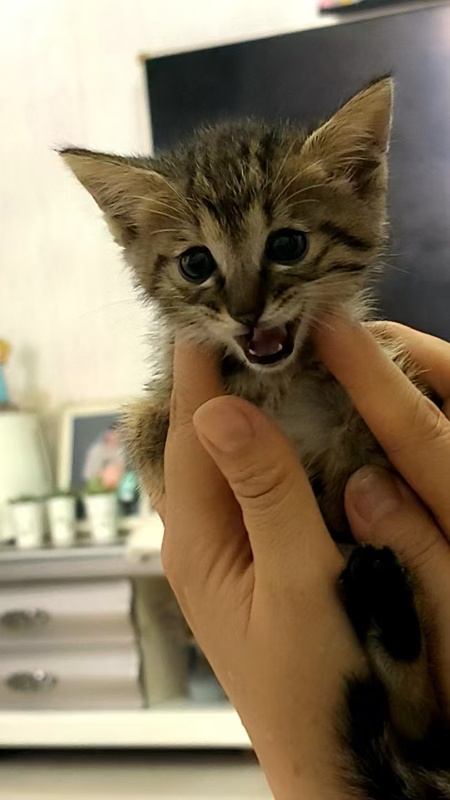免费领养，温顺不伸爪爪的猫咪免费领养已打育苗（第 1 张）
