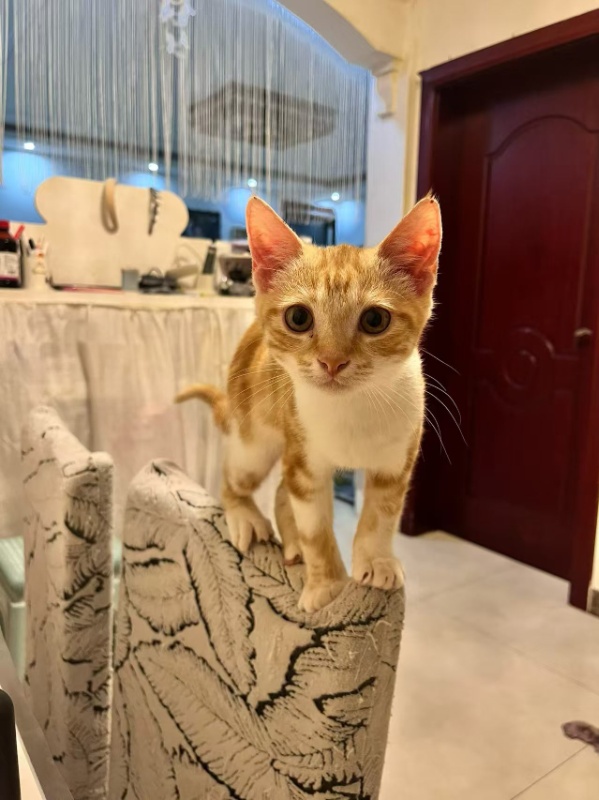 免费领养，温顺不伸爪爪的猫咪免费领养已打育苗（第 2 张）