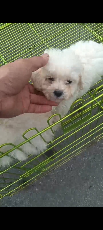 犬舍繁殖双血统金毛小体比熊
目前有现货，价格合理，需要私聊（第 4 张）