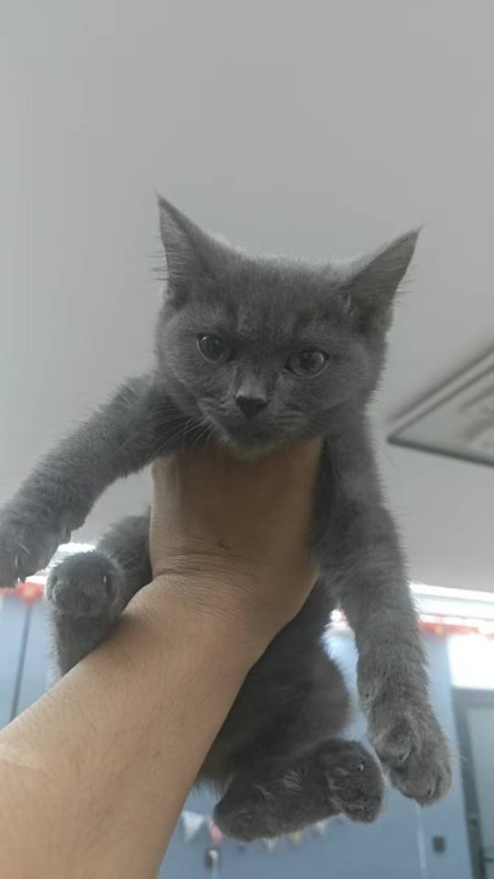 蓝猫 蓝白  都是弟弟
今年六月三日出生的 现在三个月大了 好养的狠~自家猫生的（第 2 张）