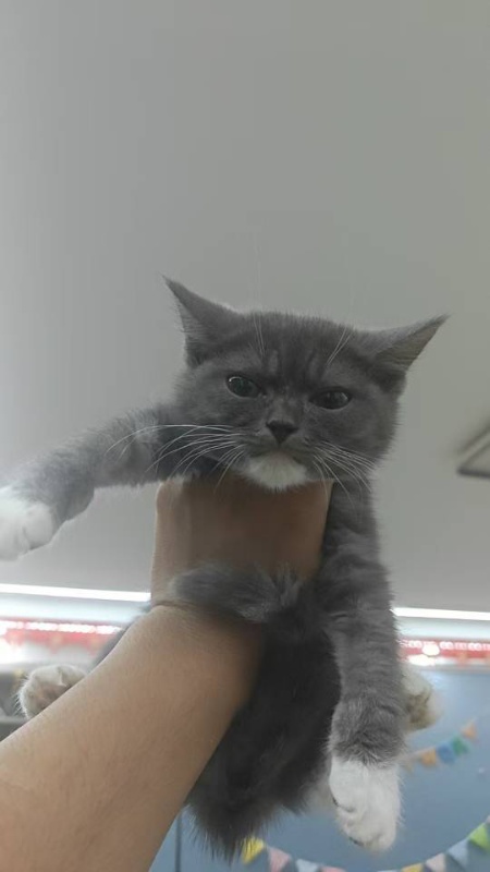 蓝猫 蓝白  都是弟弟
今年六月三日出生的 现在三个月大了 好养的狠~自家猫生的（第 1 张）