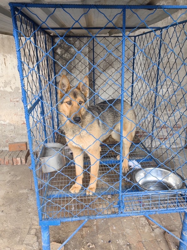 因没时间管理出售刚满一年昆明犬公狗有喜欢爱狗人士请联系（第 1 张）