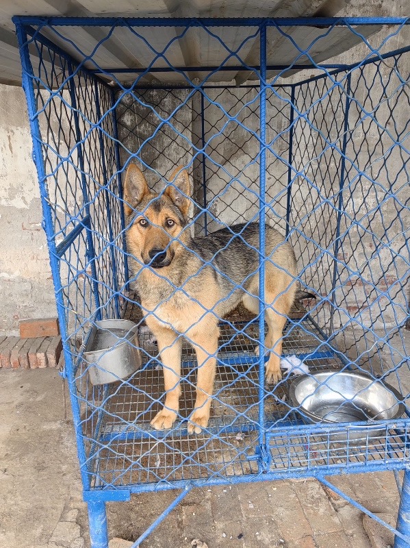 因没时间管理出售刚满一年昆明犬公狗有喜欢爱狗人士请联系（第 2 张）