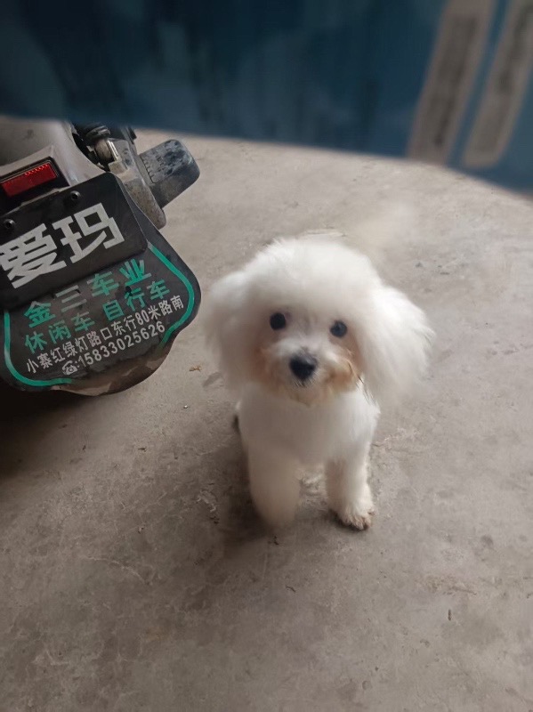 小狗1000（第 3 张）