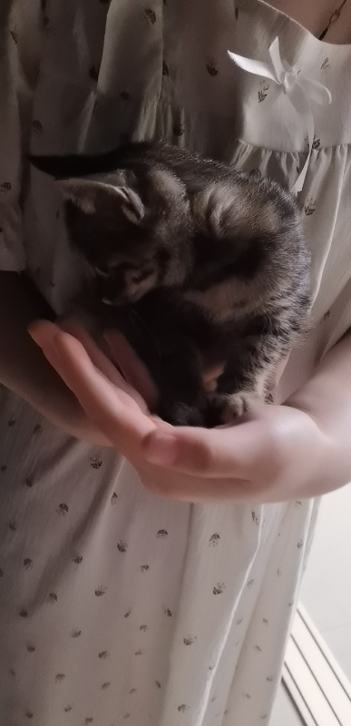 西关桥附近无偿领养小梨花奶猫，小猫活泼健康。
希望领养人是真心喜爱猫咪，慎重考虑（第 1 张）