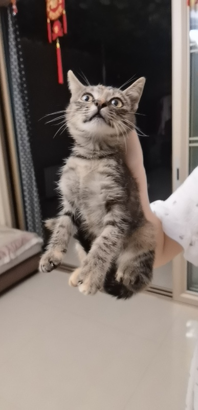 西关桥附近无偿领养小梨花奶猫，小猫活泼健康。
希望领养人是真心喜爱猫咪，慎重考虑（第 2 张）