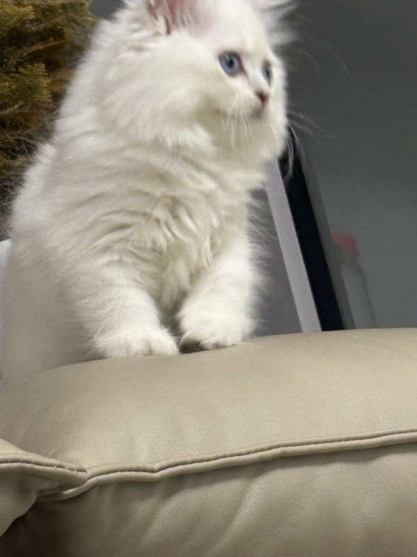 银点拿破仑小猫咪找家长了颜值嘎嘎的小仙女一枚（第 1 张）