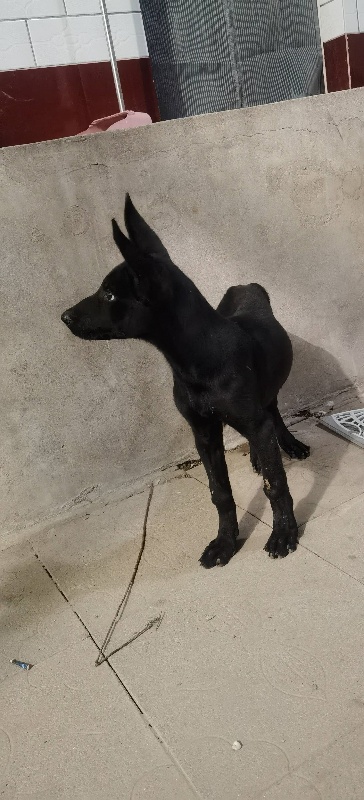 卖一个三个月黑狼犬母狗，不喂了便宜处理（第 2 张）