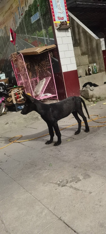 卖一个三个月黑狼犬母狗，不喂了便宜处理（第 1 张）