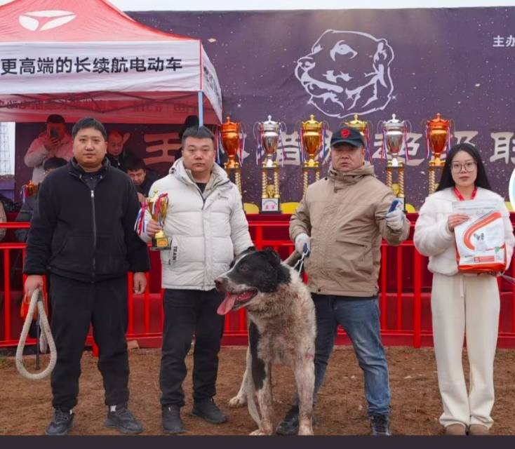 出售45天高狼幼犬，父母是巴特配进口阿米尔女儿出的小狗，性格好，长大后都是打比赛（第 3 张）