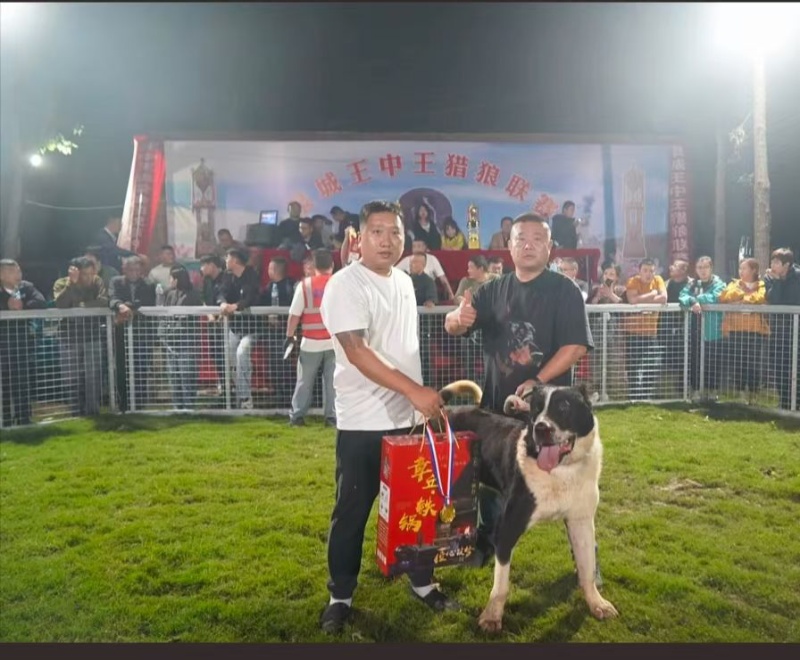 出售45天高狼幼犬，父母是巴特配进口阿米尔女儿出的小狗，性格好，长大后都是打比赛（第 6 张）
