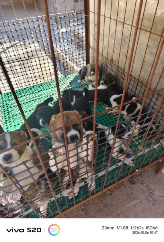 出售48天高狼幼犬一针疫苗，父母是巴特配进口阿米尔女儿出的小狗，性格好，长大后都（第 1 张）