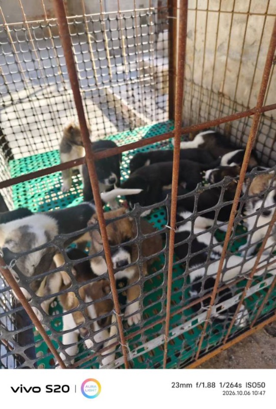 出售48天高狼幼犬一针疫苗，父母是巴特配进口阿米尔女儿出的小狗，性格好，长大后都（第 2 张）