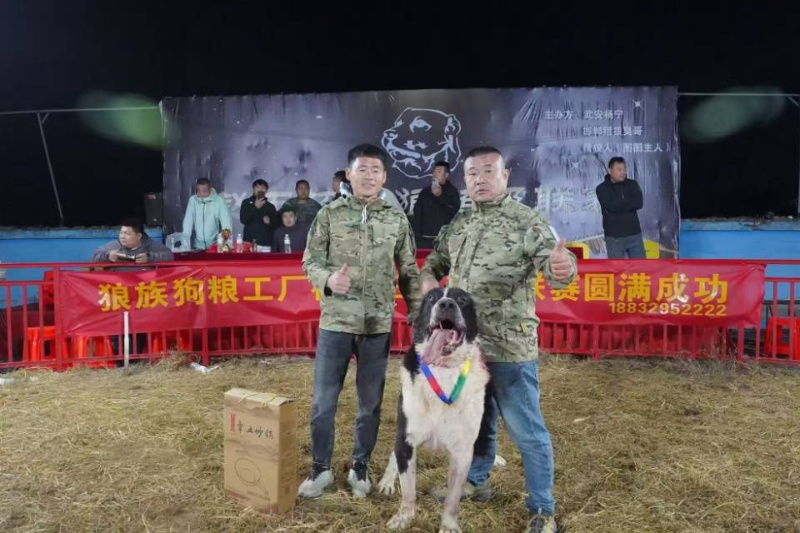出售48天高狼幼犬一针疫苗，父母是巴特配进口阿米尔女儿出的小狗，性格好，长大后都（第 4 张）
