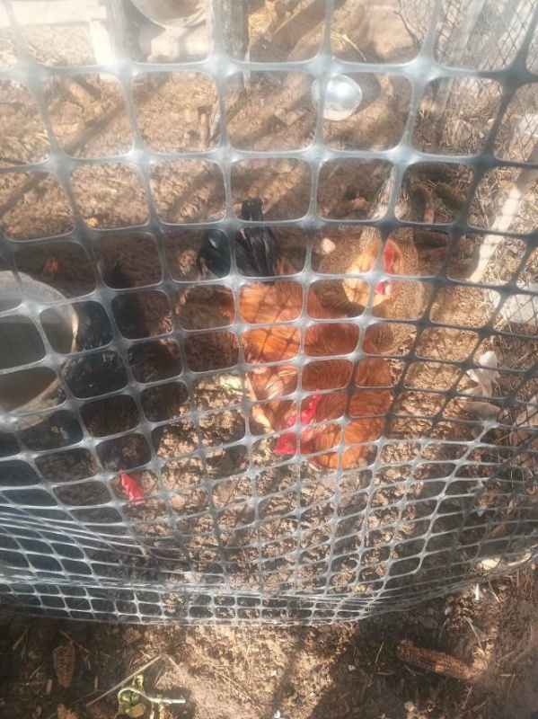 本人有两只泛蛋鸡，今年的小鸡，才开始泛蛋，不想养了，有想养的联系，（第 1 张）