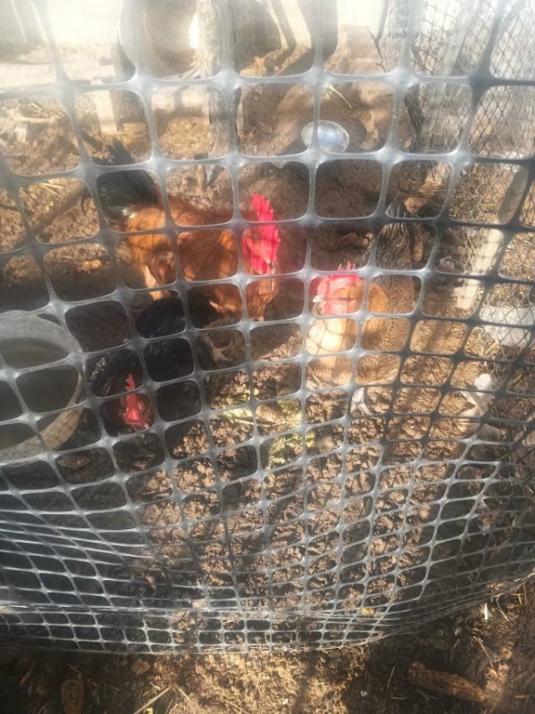 本人有两只泛蛋鸡，今年的小鸡，才开始泛蛋，不想养了，有想养的联系，（第 2 张）
