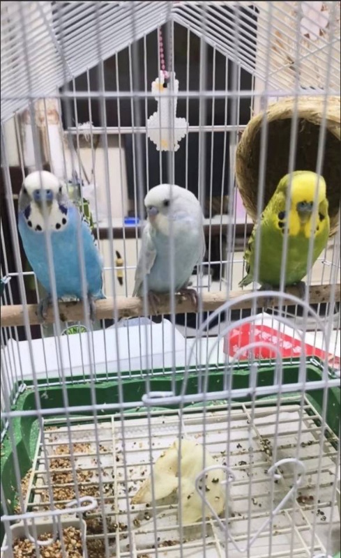 家养虎皮鹦鹉，牡丹鹦鹉，健康活泼，状态都很好，奶油黄和蓝色都有，性格温顺，喜欢的（第 5 张）