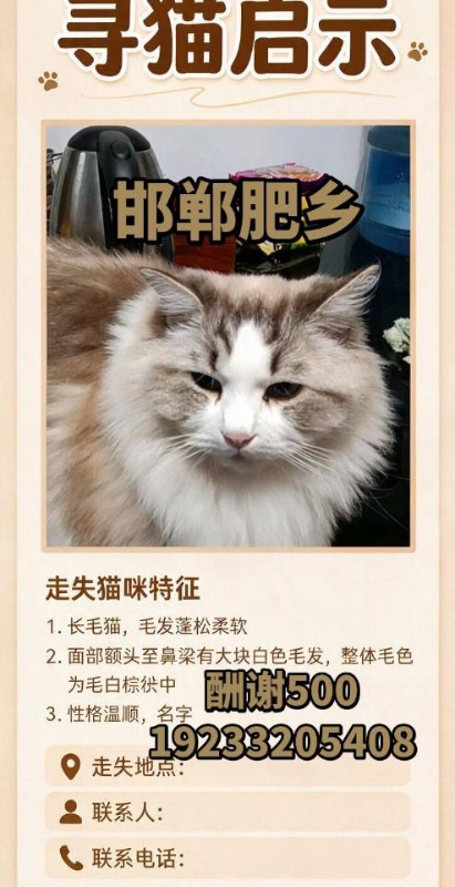 寻猫启示 一只布偶猫大概四岁身上有剃毛（第 1 张）