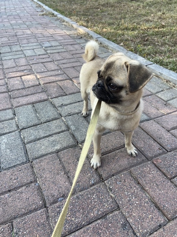 出售一只八哥犬480.（第 1 张）