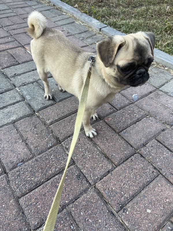 出售一只八哥犬480.（第 2 张）