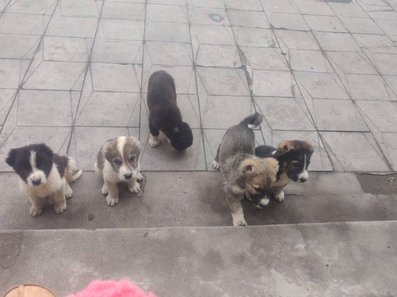 两个月高狼幼崽，父亲巴特儿打比赛杠杠的，有喜欢的联系，价格不高（第 2 张）