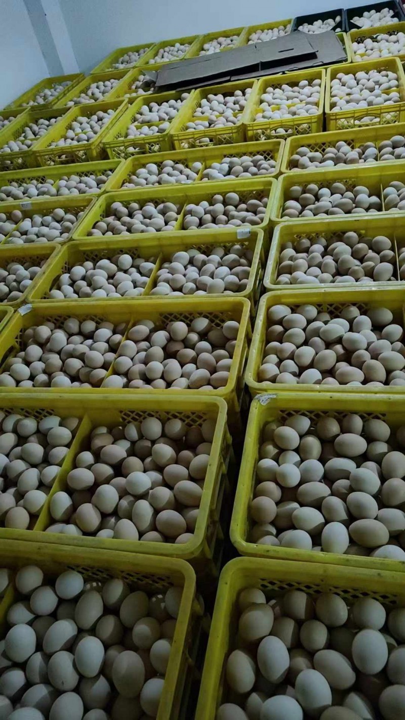 大量出售鸡蛋，鹅蛋（第 4 张）