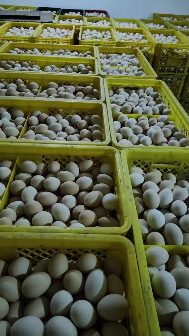 大量出售鸡蛋，鹅蛋（第 5 张）