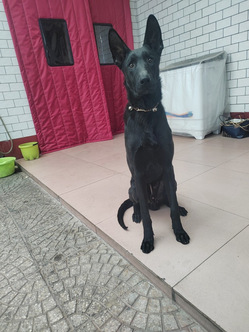 从小喂养黑狼犬现八个月出售（第 1 张）